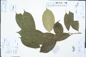  (Camellia petelotii var. microcarpa - Ge02577)  @11 [ ] CreativeCommons  Attribution Non-Commercial Share-Alike  Unspecified Herbarium of South China Botanical Garden