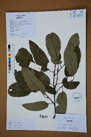  ( - Ge02581)  @11 [ ] CreativeCommons  Attribution Non-Commercial Share-Alike  Unspecified Herbarium of South China Botanical Garden