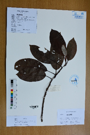  (Michelia cavaleriei var. platypetala - Ge02583)  @11 [ ] CreativeCommons  Attribution Non-Commercial Share-Alike  Unspecified Herbarium of South China Botanical Garden