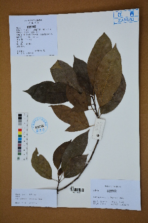  (Semiliquidambar cathayensis - Ge02586)  @11 [ ] CreativeCommons  Attribution Non-Commercial Share-Alike  Unspecified Herbarium of South China Botanical Garden