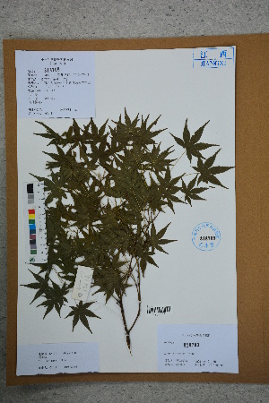  ( - Ge02587)  @11 [ ] CreativeCommons  Attribution Non-Commercial Share-Alike  Unspecified Herbarium of South China Botanical Garden