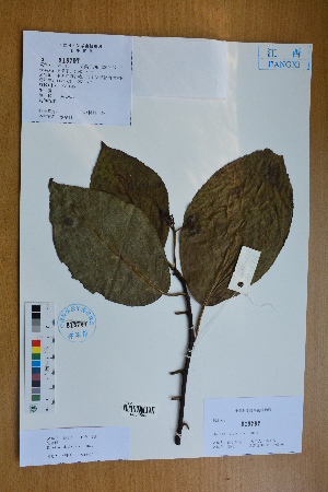  ( - Ge02589)  @11 [ ] CreativeCommons  Attribution Non-Commercial Share-Alike  Unspecified Herbarium of South China Botanical Garden