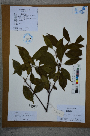  (Elaeocarpus chinensis - Ge02601)  @11 [ ] CreativeCommons  Attribution Non-Commercial Share-Alike  Unspecified Herbarium of South China Botanical Garden