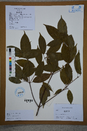  ( - Ge02604)  @11 [ ] CreativeCommons  Attribution Non-Commercial Share-Alike  Unspecified Herbarium of South China Botanical Garden