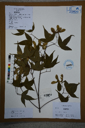  (Acer tutcheri - Ge02605)  @11 [ ] CreativeCommons  Attribution Non-Commercial Share-Alike  Unspecified Herbarium of South China Botanical Garden