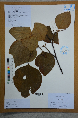  (Exbucklandia - Ge02606)  @11 [ ] CreativeCommons  Attribution Non-Commercial Share-Alike  Unspecified Herbarium of South China Botanical Garden