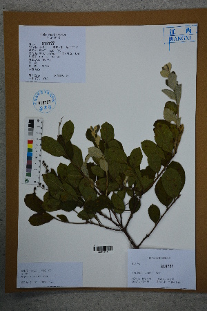  (Symplocos groffii - Ge02608)  @11 [ ] CreativeCommons  Attribution Non-Commercial Share-Alike  Unspecified Herbarium of South China Botanical Garden