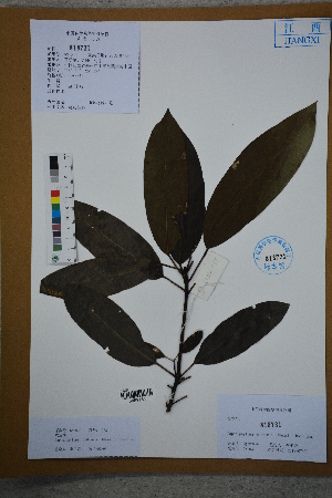  (Daphniphyllum oldhamii - Ge02614)  @11 [ ] CreativeCommons  Attribution Non-Commercial Share-Alike  Unspecified Herbarium of South China Botanical Garden