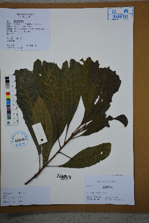  (Meliosma fordii - Ge02615)  @11 [ ] CreativeCommons  Attribution Non-Commercial Share-Alike  Unspecified Herbarium of South China Botanical Garden