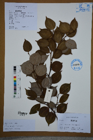  ( - Ge02630)  @11 [ ] CreativeCommons  Attribution Non-Commercial Share-Alike  Unspecified Herbarium of South China Botanical Garden