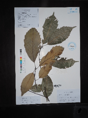  ( - Ge02634)  @11 [ ] CreativeCommons  Attribution Non-Commercial Share-Alike  Unspecified Herbarium of South China Botanical Garden