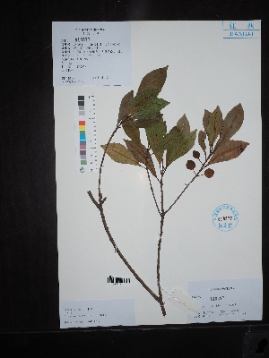  ( - Ge02637)  @11 [ ] CreativeCommons  Attribution Non-Commercial Share-Alike  Unspecified Herbarium of South China Botanical Garden