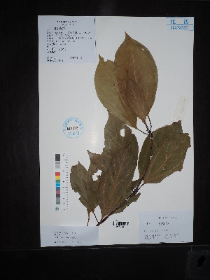  (Neolitsea chui - Ge02642)  @11 [ ] CreativeCommons  Attribution Non-Commercial Share-Alike  Unspecified Herbarium of South China Botanical Garden