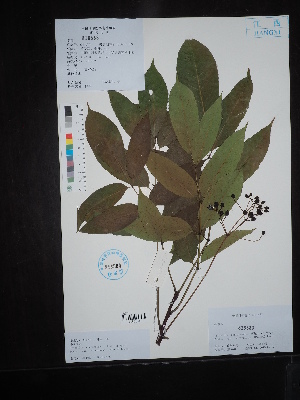  (Heynea - Ge02643)  @11 [ ] CreativeCommons  Attribution Non-Commercial Share-Alike  Unspecified Herbarium of South China Botanical Garden