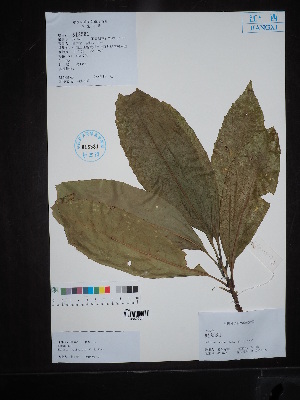  (Helicia reticulata - Ge02645)  @11 [ ] CreativeCommons  Attribution Non-Commercial Share-Alike  Unspecified Herbarium of South China Botanical Garden