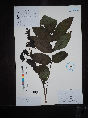  (Markhamia - Ge04530)  @11 [ ] CreativeCommons  Attribution Non-Commercial Share-Alike  Unspecified Herbarium of South China Botanical Garden