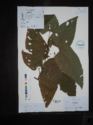  (Tilia tuan - Ge02649)  @11 [ ] CreativeCommons  Attribution Non-Commercial Share-Alike  Unspecified Herbarium of South China Botanical Garden