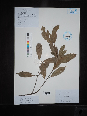  ( - Ge02651)  @11 [ ] CreativeCommons  Attribution Non-Commercial Share-Alike  Unspecified Herbarium of South China Botanical Garden