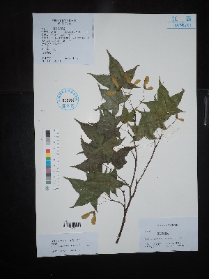  ( - Ge02653)  @11 [ ] CreativeCommons  Attribution Non-Commercial Share-Alike  Unspecified Herbarium of South China Botanical Garden