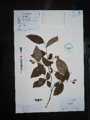  ( - Ge02655)  @11 [ ] CreativeCommons  Attribution Non-Commercial Share-Alike  Unspecified Herbarium of South China Botanical Garden