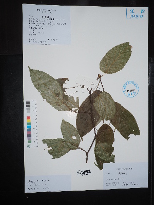  (Alangium kurzii - Ge02660)  @11 [ ] CreativeCommons  Attribution Non-Commercial Share-Alike  Unspecified Herbarium of South China Botanical Garden