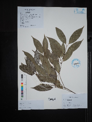  ( - Ge02662)  @11 [ ] CreativeCommons  Attribution Non-Commercial Share-Alike  Unspecified Herbarium of South China Botanical Garden