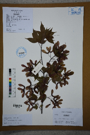  (Acer confertifolium - Ge02667)  @11 [ ] CreativeCommons  Attribution Non-Commercial Share-Alike  Unspecified Herbarium of South China Botanical Garden