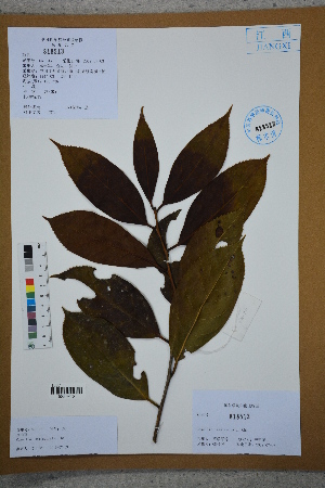  (Camellia semiserrata - Ge02672)  @11 [ ] CreativeCommons  Attribution Non-Commercial Share-Alike  Unspecified Herbarium of South China Botanical Garden