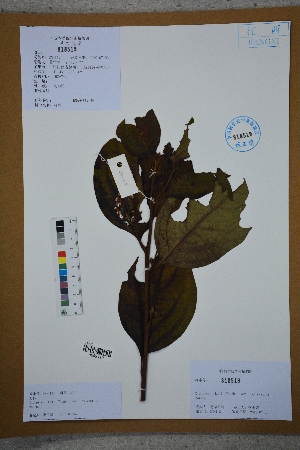  (Diospyros kaki - Ge02677)  @11 [ ] CreativeCommons  Attribution Non-Commercial Share-Alike  Unspecified Herbarium of South China Botanical Garden