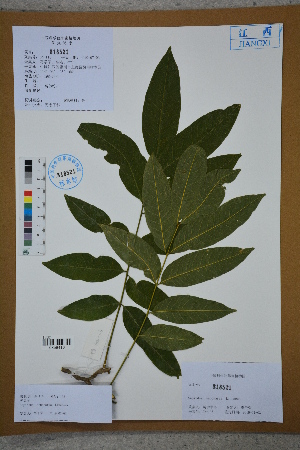  ( - Ge02680)  @11 [ ] CreativeCommons  Attribution Non-Commercial Share-Alike  Unspecified Herbarium of South China Botanical Garden