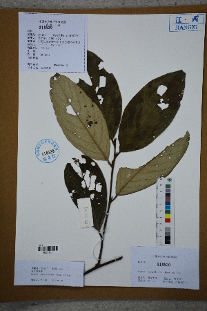  (Styrax suberifolius - Ge02681)  @11 [ ] CreativeCommons  Attribution Non-Commercial Share-Alike  Unspecified Herbarium of South China Botanical Garden