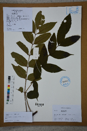  (Choerospondias axillaris - Ge02682)  @11 [ ] CreativeCommons  Attribution Non-Commercial Share-Alike  Unspecified Herbarium of South China Botanical Garden