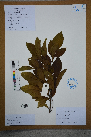  (Aglaia - Ge02686)  @11 [ ] CreativeCommons  Attribution Non-Commercial Share-Alike  Unspecified Herbarium of South China Botanical Garden