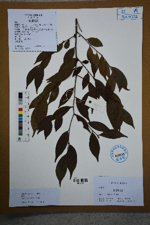  ( - Ge02688)  @11 [ ] CreativeCommons  Attribution Non-Commercial Share-Alike  Unspecified Herbarium of South China Botanical Garden