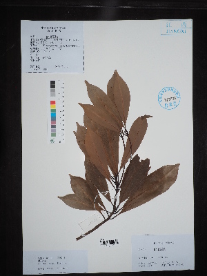  ( - Ge02690)  @11 [ ] CreativeCommons  Attribution Non-Commercial Share-Alike  Unspecified Herbarium of South China Botanical Garden