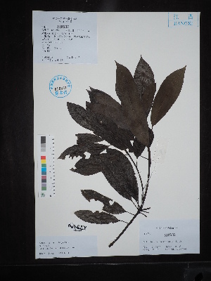  (Daphniphyllum angustifolium - Ge02692)  @11 [ ] CreativeCommons  Attribution Non-Commercial Share-Alike  Unspecified Herbarium of South China Botanical Garden