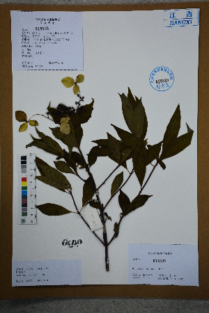  (Hydrangea strigosa - Ge02694)  @11 [ ] CreativeCommons  Attribution Non-Commercial Share-Alike  Unspecified Herbarium of South China Botanical Garden