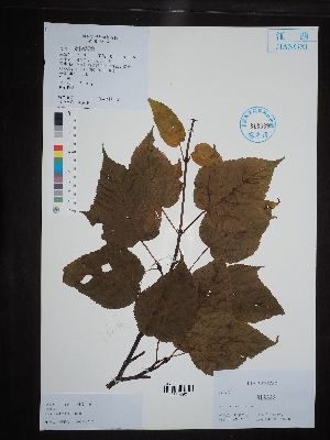  (Acer metcalfii - Ge02696)  @11 [ ] CreativeCommons  Attribution Non-Commercial Share-Alike  Unspecified Herbarium of South China Botanical Garden