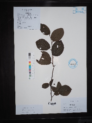  ( - Ge02698)  @11 [ ] CreativeCommons  Attribution Non-Commercial Share-Alike  Unspecified Herbarium of South China Botanical Garden