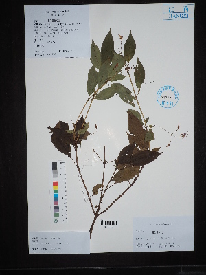  (Bredia - Ge04533)  @11 [ ] CreativeCommons  Attribution Non-Commercial Share-Alike  Unspecified Herbarium of South China Botanical Garden