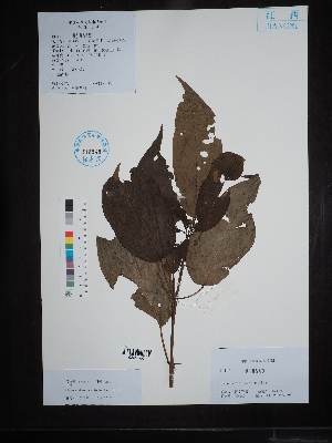  ( - Ge02702)  @11 [ ] CreativeCommons  Attribution Non-Commercial Share-Alike  Unspecified Herbarium of South China Botanical Garden