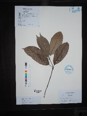 (Cyclobalanopsis - Ge04534)  @11 [ ] CreativeCommons  Attribution Non-Commercial Share-Alike  Unspecified Herbarium of South China Botanical Garden