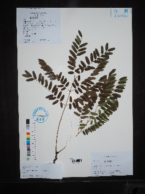  (Gymnocladus chinensis - Ge02711)  @11 [ ] CreativeCommons  Attribution Non-Commercial Share-Alike  Unspecified Herbarium of South China Botanical Garden
