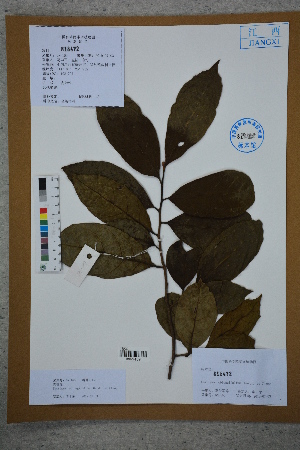  (Eustigma oblongifolium - Ge02721)  @11 [ ] CreativeCommons  Attribution Non-Commercial Share-Alike  Unspecified Herbarium of South China Botanical Garden