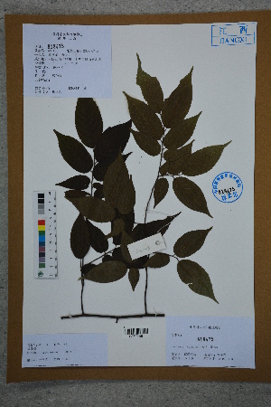  (Carpinus turczaninowii - Ge02722)  @11 [ ] CreativeCommons  Attribution Non-Commercial Share-Alike  Unspecified Herbarium of South China Botanical Garden