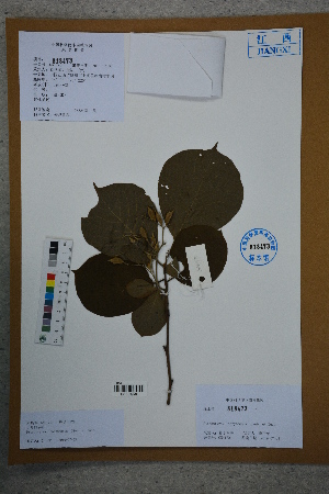  (Pterostyrax corymbosus - Ge02724)  @11 [ ] CreativeCommons  Attribution Non-Commercial Share-Alike  Unspecified Herbarium of South China Botanical Garden