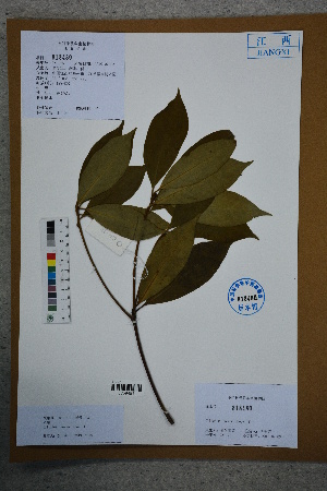  (Illicium verum - Ge02726)  @11 [ ] CreativeCommons  Attribution Non-Commercial Share-Alike  Unspecified Herbarium of South China Botanical Garden