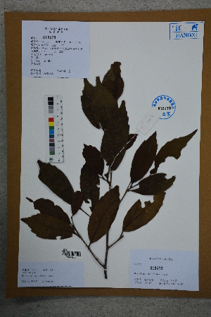  (Distylium myricoides - Ge02727)  @11 [ ] CreativeCommons  Attribution Non-Commercial Share-Alike  Unspecified Herbarium of South China Botanical Garden