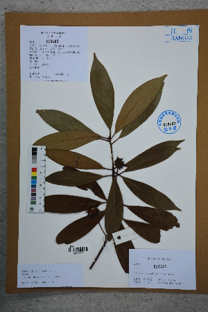  ( - Ge02728)  @11 [ ] CreativeCommons  Attribution Non-Commercial Share-Alike  Unspecified Herbarium of South China Botanical Garden