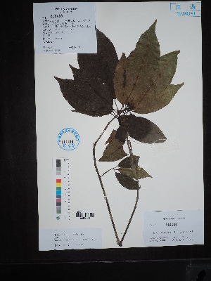  ( - Ge02729)  @11 [ ] CreativeCommons  Attribution Non-Commercial Share-Alike  Unspecified Herbarium of South China Botanical Garden